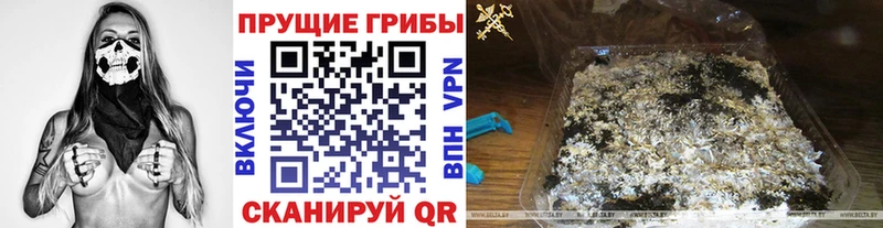 Галлюциногенные грибы Psilocybine cubensis  Североморск 